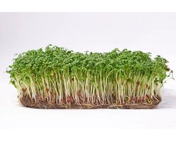 Microgreens Seeds 1 kg - Tuinkers Microgroenten Zaden 1 kg Green Chief