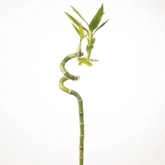 10 Suporte 11cm Xaxim Anel Pendurar Vasos Plantas Flor de Parede | Brasil