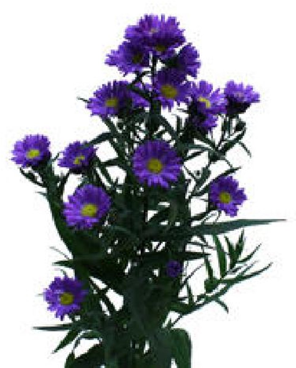 25x Aster cecilia 80cm