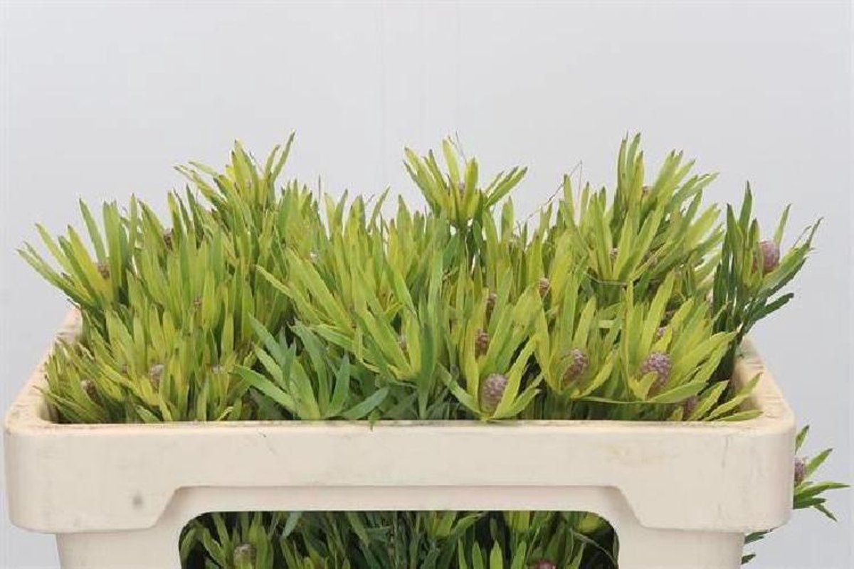 20x Pg leuc.lime green 50cm