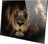 Schilderij - Leeuw Leeuw Lion Aan De Muur Natuur - Multicolor - 60 X 90 Cm Leeuw Op Plexiglas | Leeuw | Lion | Plexiglas | Foto Op Plexiglas | Wanddecoratie | 90 Cm X 60 Cm | Schil