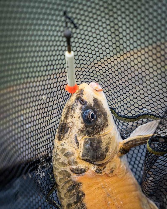 Matrix Foam Pellet Waggler - Maat : 4.00g van Matrix — afbeelding 5