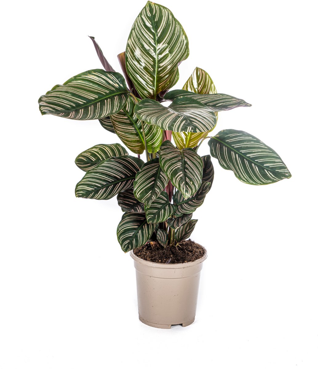 Calathea Ornata Sanderiana Ø17cm - 40