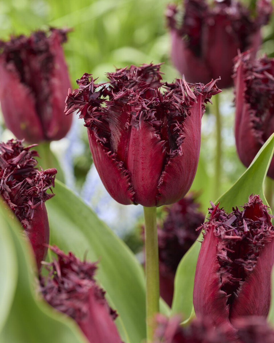Tulp Labrador | 10 stuks | Tulpenbollen