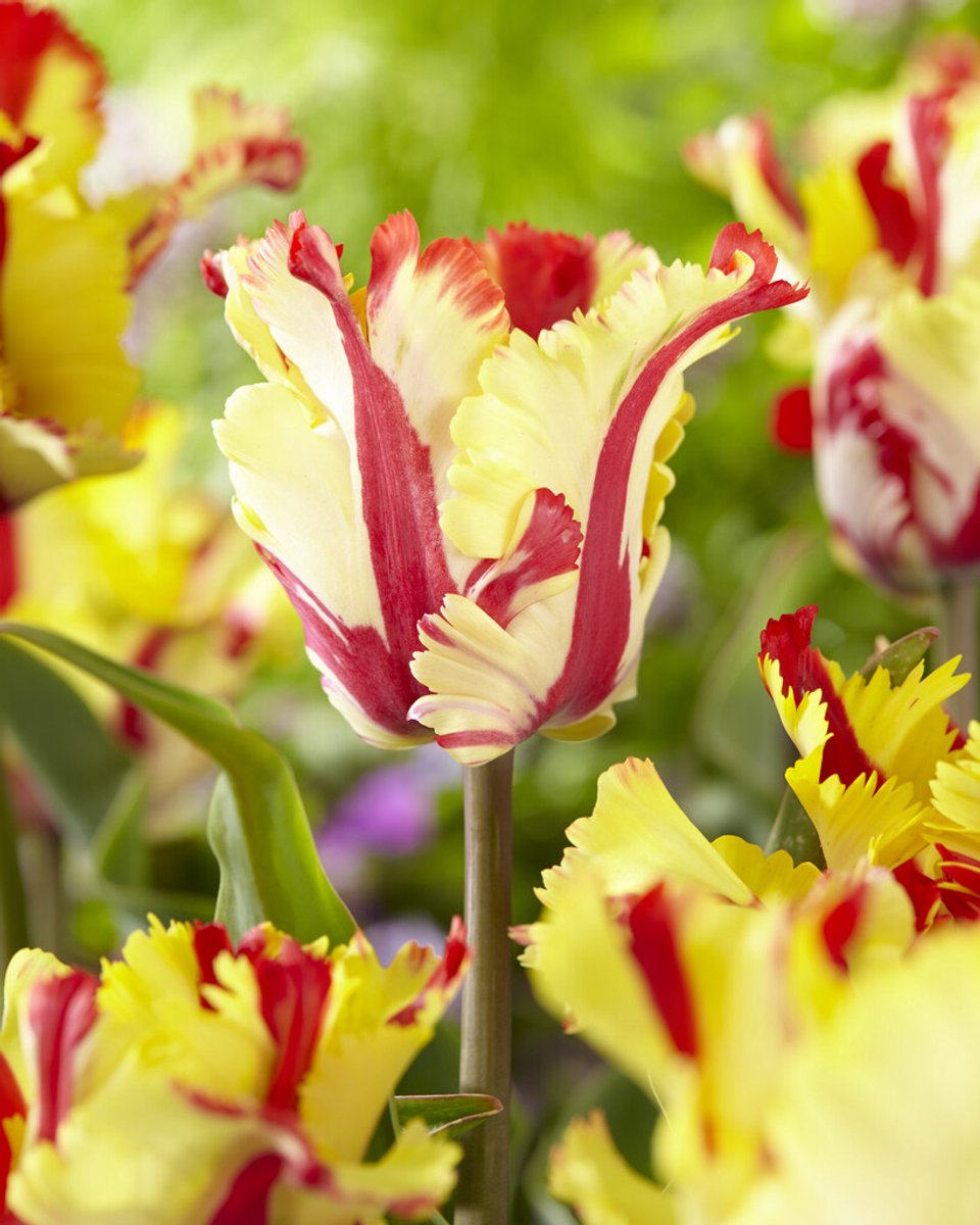 Tulp Flaming Parrot | 10 stuks | Tulpenbollen | Parkiettulp