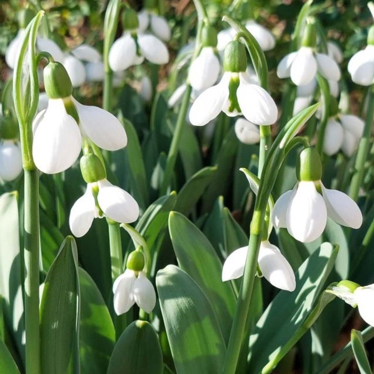 50 x Galanthus elwessii bloembollen - winterharde sneeuwklokjes voor in de tuin