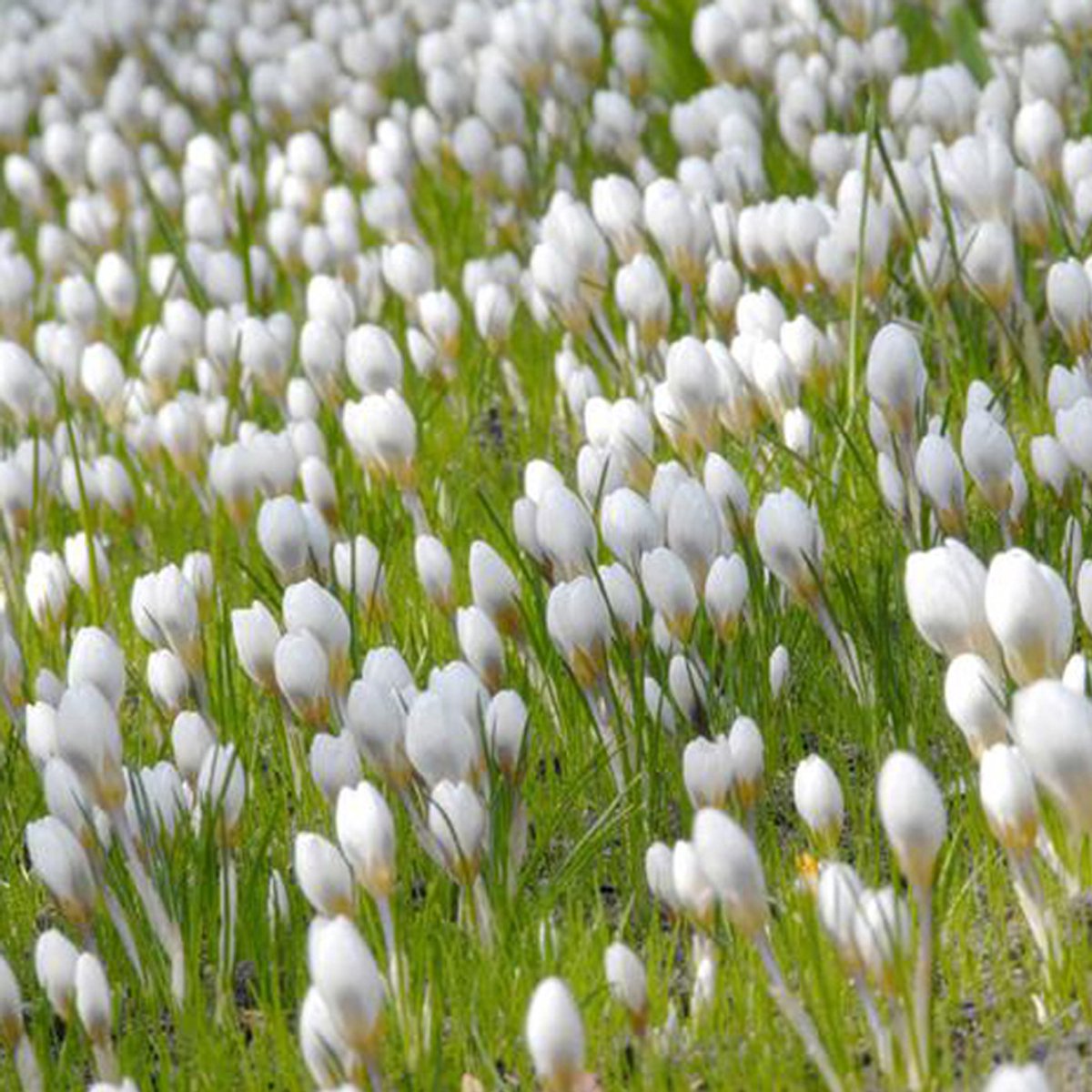 50 x Crocus 'Art Schenk' bloembollen - zuiver witte bloemen