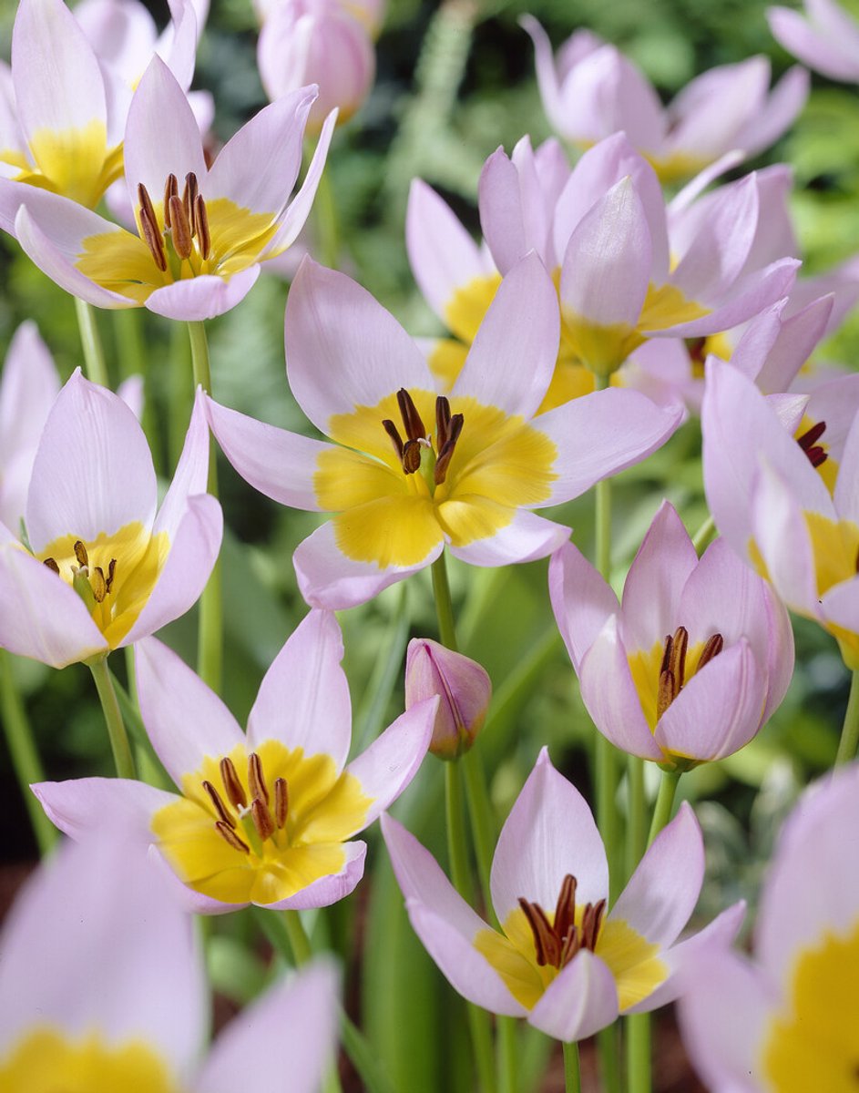 Tulp Saxatilis | 10 stuks | Tulpenbollen