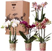 Kolibri Orchids - Surprise box mix - planten voordeel box - verrassingsbox met 4 verschillende orchideeën - vers van de kweker