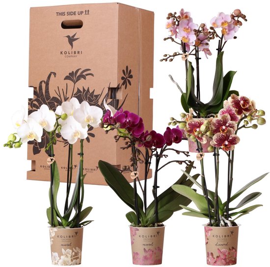 13 populaire tropische planten voor in de badkamer 16 Kolibri Orchids - Surprise box mix - planten voordeel box - verrassingsbox met 4 verschillende orchideeën - vers van de kweker
