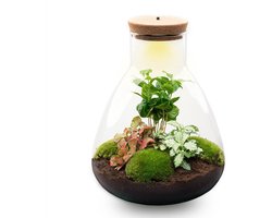 Terrarium - Sam LED Coffea - ↑ 30 cm - Ecosysteem plant met lamp - Verlichting - DIY planten terrarium - Mini ecosysteem