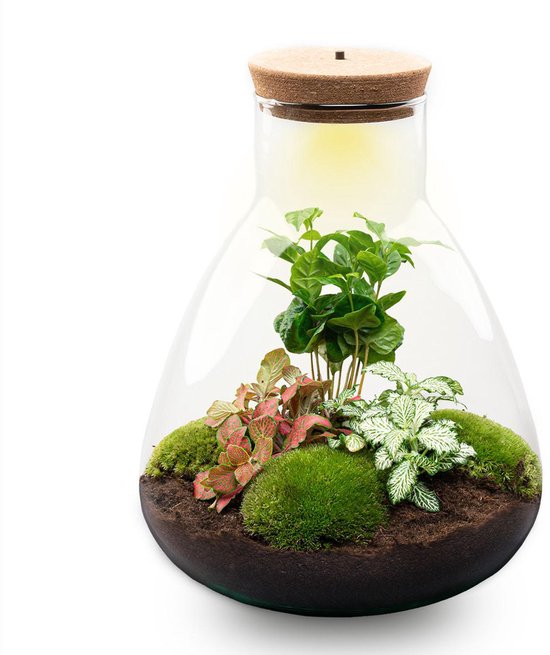 Glazen terrarium met mos, planten met rode en witte bladeren. De bovenkant heeft een kurk en zachte gele verlichting.