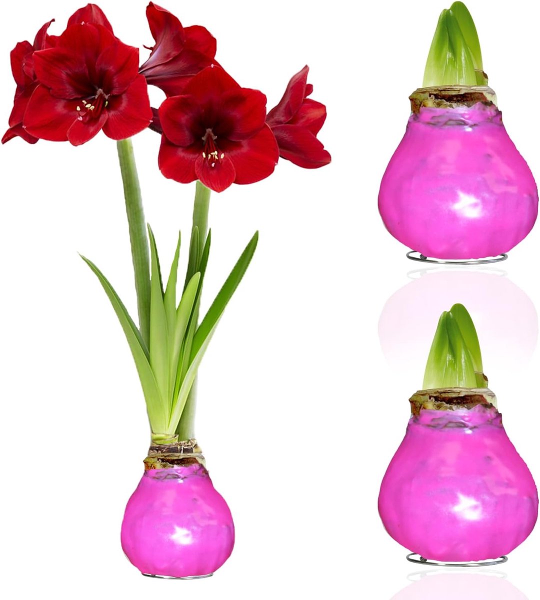Amaryllis Bollen in Wax - Pink - Bloembollen - 2 stuks - Roze - Bloem bollen - No Water Flower