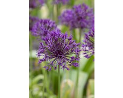 Allium Purple Rain | 10 stuks | Sierui | Alliumbol