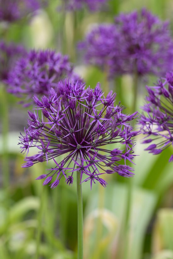 Allium Purple Rain | 10 stuks | Sierui | Alliumbol