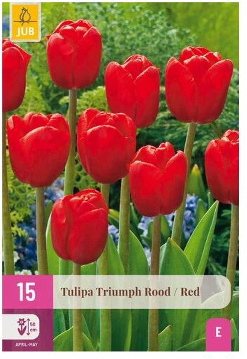 Jub Holland - bloembollen - Tulpen Triumph rood - maat 11/12 - 25 stuks