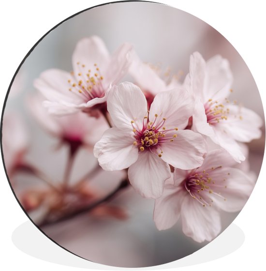 Cercle mural - Fleurs - Étamines - Jaune - Flou - Aluminium - Dibond - 30x30 cm - Intérieur et extérieur