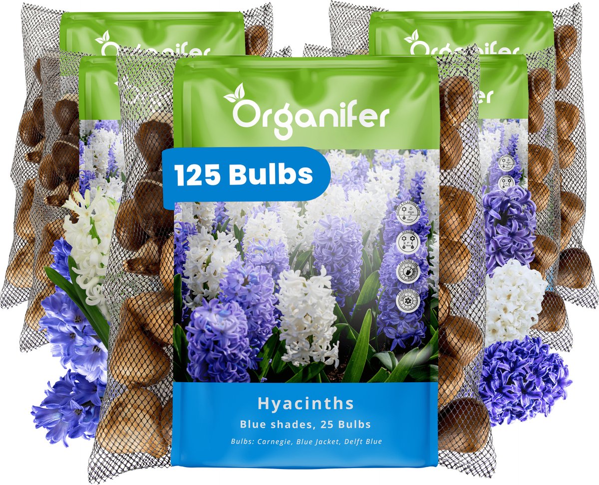 125 Hyacinten - Blauwe Tinten - XXL Bollengrootte 16/17 cm - Bloembollen - Hyacint - Zomerbollen - Voorjaarsbollen - Trekt vlinders en bijen aan - Vaste planten - Organifer