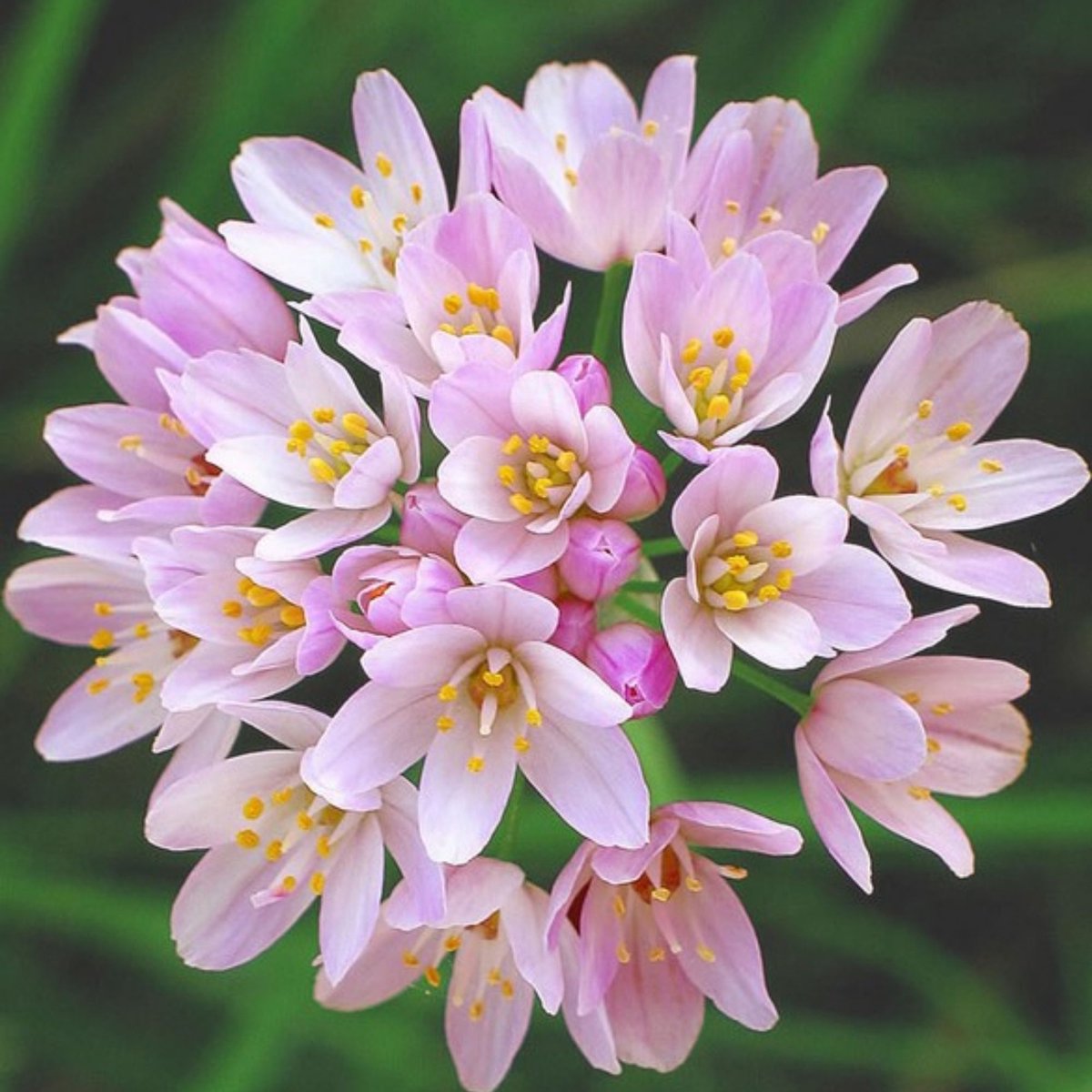 Sierui (Allium) - roseum - Bijen-Vlinders - Snijbloemen - Zomerbollen - Voorjaarsbollen - bloeit in Juni / Juli