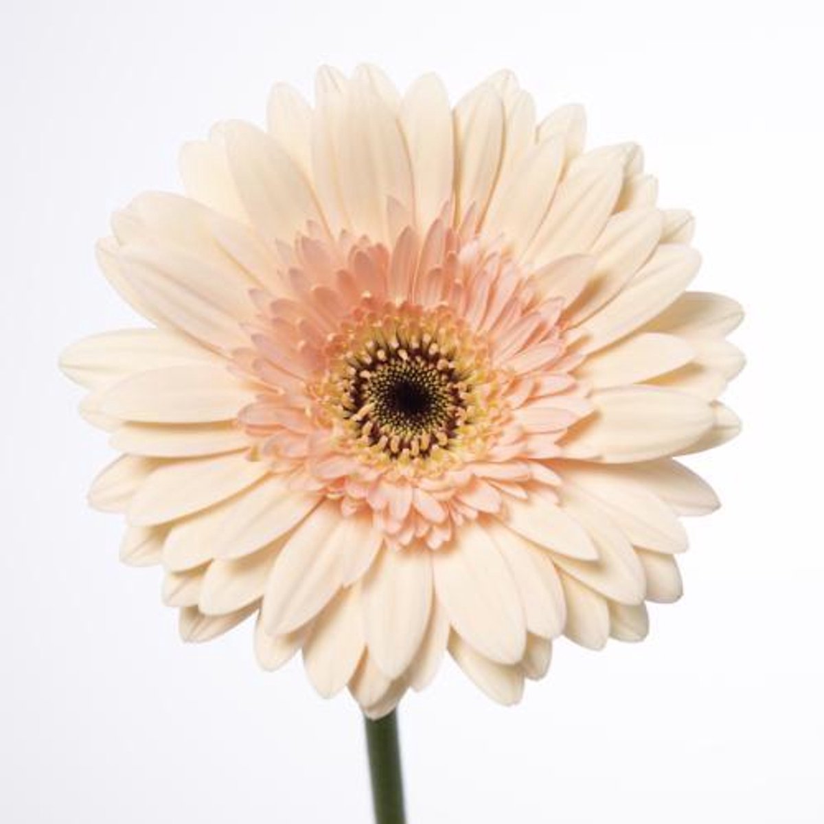 45x Gerbera cafe del mar 70cm