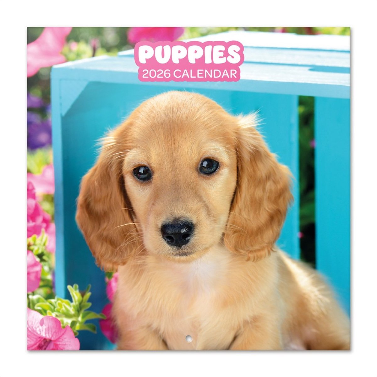Honden kalender 2026 - puppies - Labrador - formaat 30 x 30 cm.