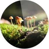 Schilderij - Paddenstoelen In Het Mos Natuur Landschappen - Groen - 100 X 100 Cm Paddenstoelen In Het Mos | Wanddecoratie | 100cm X 100cm | Schilderij | Foto Op Acrylglas | Natuur