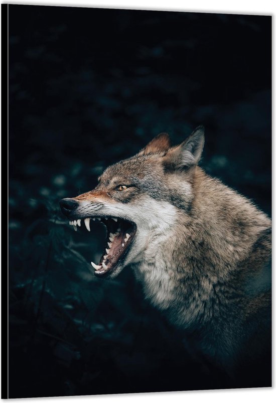 Dibond –Grote Boze Wolf in het Wild– 80x120cm Foto op Aluminium (Wanddecoratie van metaal)