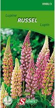 Somers zaden - Lupinus polyphyllus - Russel L.