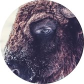 Schilderij wandcirkel  | Bull - Stier | 50 x 50 cm | PosterGuru