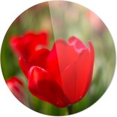 Rode Tulp | Wanddecoratie | 90CM x 90CM | Schilderij | Foto op plexiglas | natuur | Landschappen