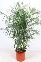 Bamboe palm - Chamaedorea seifrizii 130-155cm