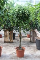 Ficus benjamina 'Foliole' 220-260cm