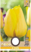 8st TULP Golden Apeldoorn 12/+