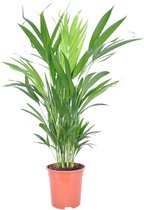 Dypsis Lutescens Areca Palm - ↑ 25-30cm - Ø 12cm