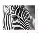 Tuinposter Zebra | 140 x 90 cm | PosterGuru