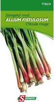 Somers zaden - Stengelui rood Allium Fistulosum