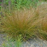 100 x Carex testacea Prairie Fire - Oranje zegge in 9x9 cm pot (stukprijs €2,00)
