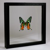 Opgezette vlinder in dubbelglas lijst - Urania ripheus