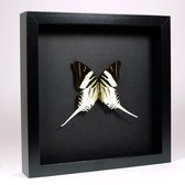 Opgezette vlinder in elegant zwarte lijst - Graphium androcles