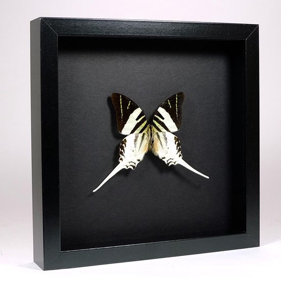 Opgezette vlinder in elegant zwarte lijst - Graphium androcles