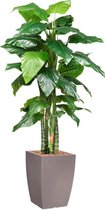 HTT - Kunstplant Philodendron in Genesis vierkant taupe H210 cm