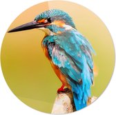 Schilderij - Ijsvogel Rond - Multicolor - 90 X 90 Cm Ijsvogel | Close-up | Dieren | Rond Plexiglas | Wanddecoratie | 90cm X 90cm | Schilderij | Foto Op Plexiglas