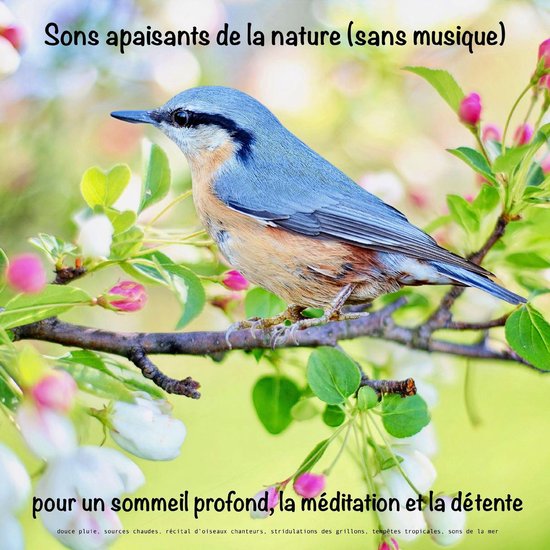 Sons apaisants de la nature (sans musique) pour un sommeil p ... - cover