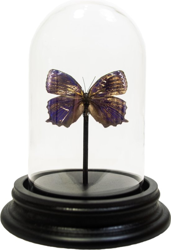 Opgezette Vlinder in Glazen Stolp - Callithea Leprieuri | bol.com