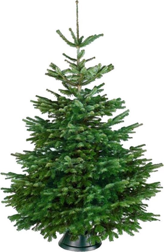 boog ziek kousen Echte Nordmann Spar 125cm (zonder kluit) - Premium Kerstboom | bol.com