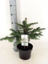 Abies nordmanniana - 50-60 cm - Ø 23 cm - 5 Ltr pot