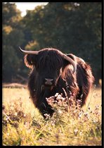 Poster Schotse Hooglander kleur - 50x70cm - 250g Fotopapier