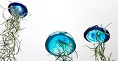 Set van drie mooi gekleurde glazige Jellyfish luchtplantjes blauw met Spaans mos/airplants/tillandsia/Usneoides/kwal/kamerplant/makkelijke plant/epoxy