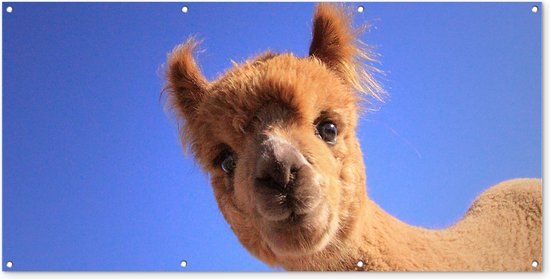 Wanddecoratie buiten Alpaca - Bruin - Blauw - 160x80 cm - Tuindoek - Buitenposter