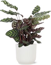 NatureNest - Pauwenplant - Calathea Makoyana - 1 Stuk - 60 - 70cm